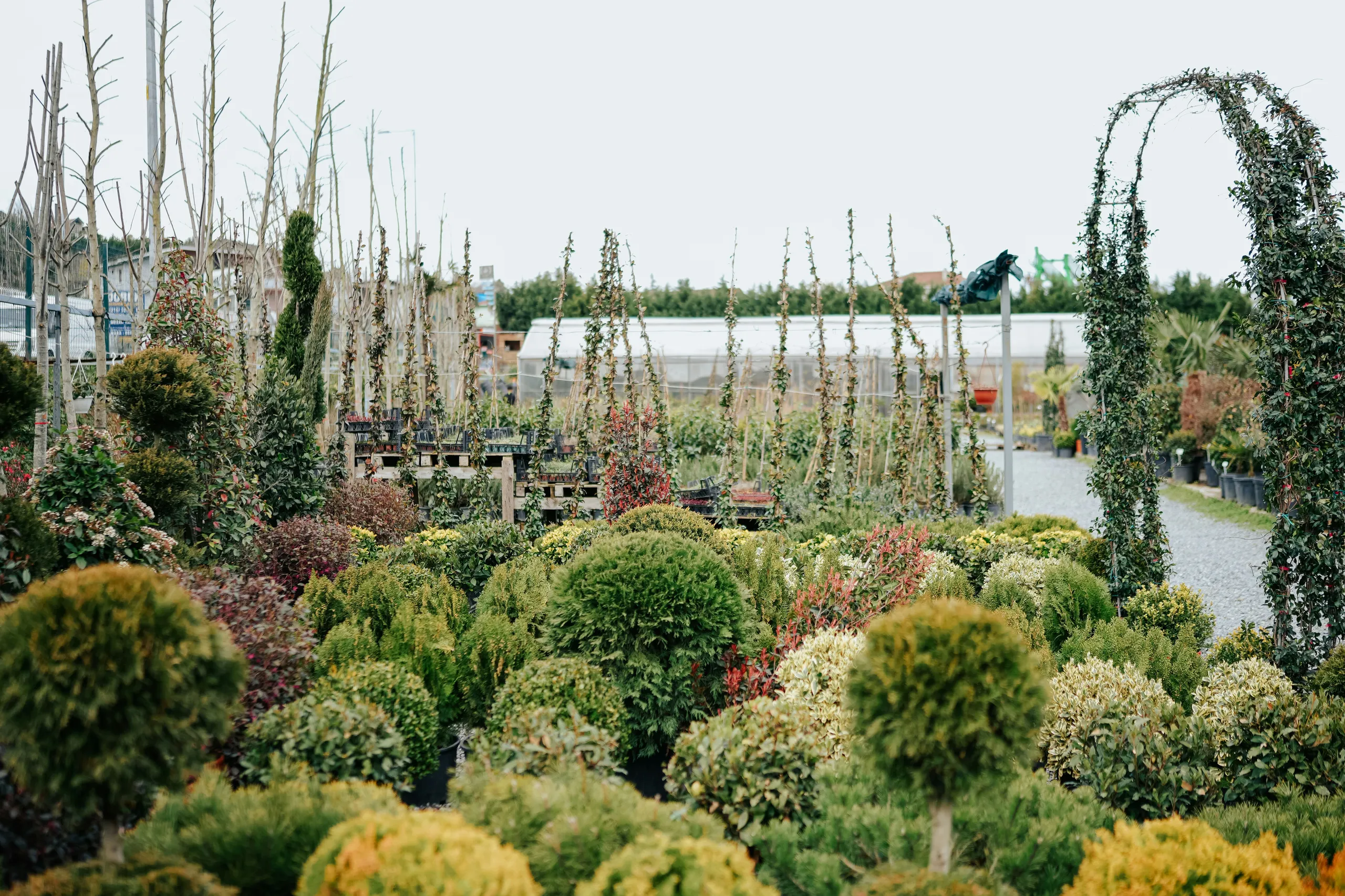 Centro de jardinería lleno de coníferas y arbustos