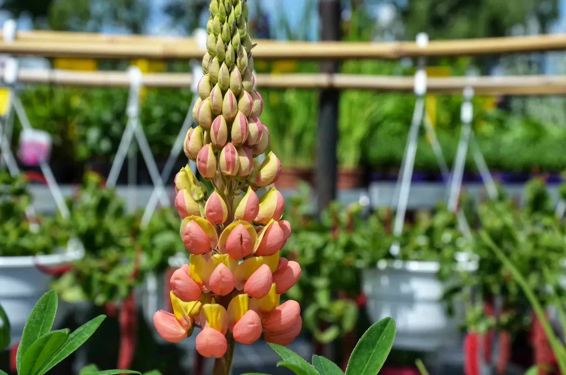 El interior de nuestro centro de jardinería lleno de plantas