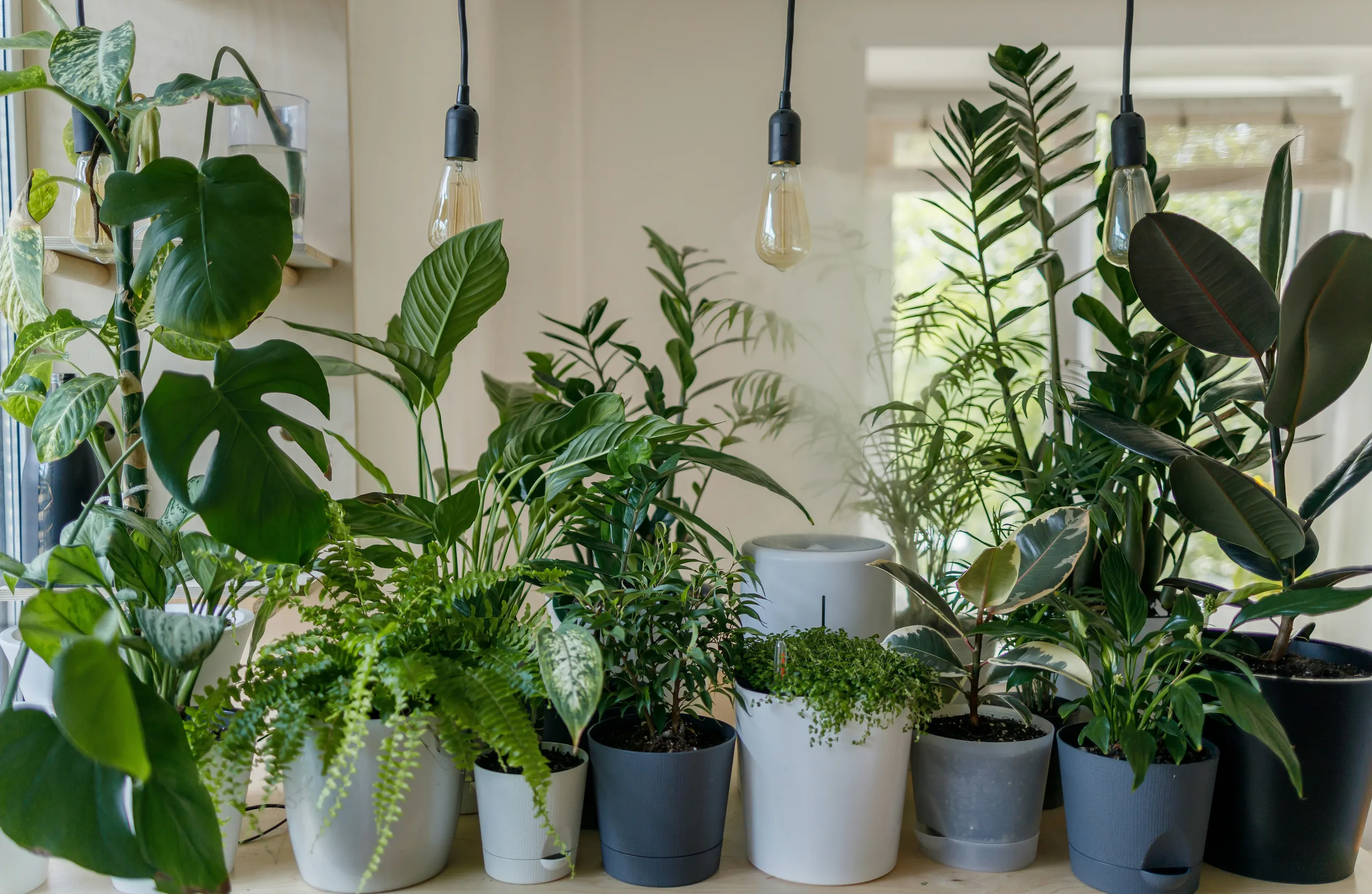Plantas en macetas colocadas junto a la ventana en un interior doméstico