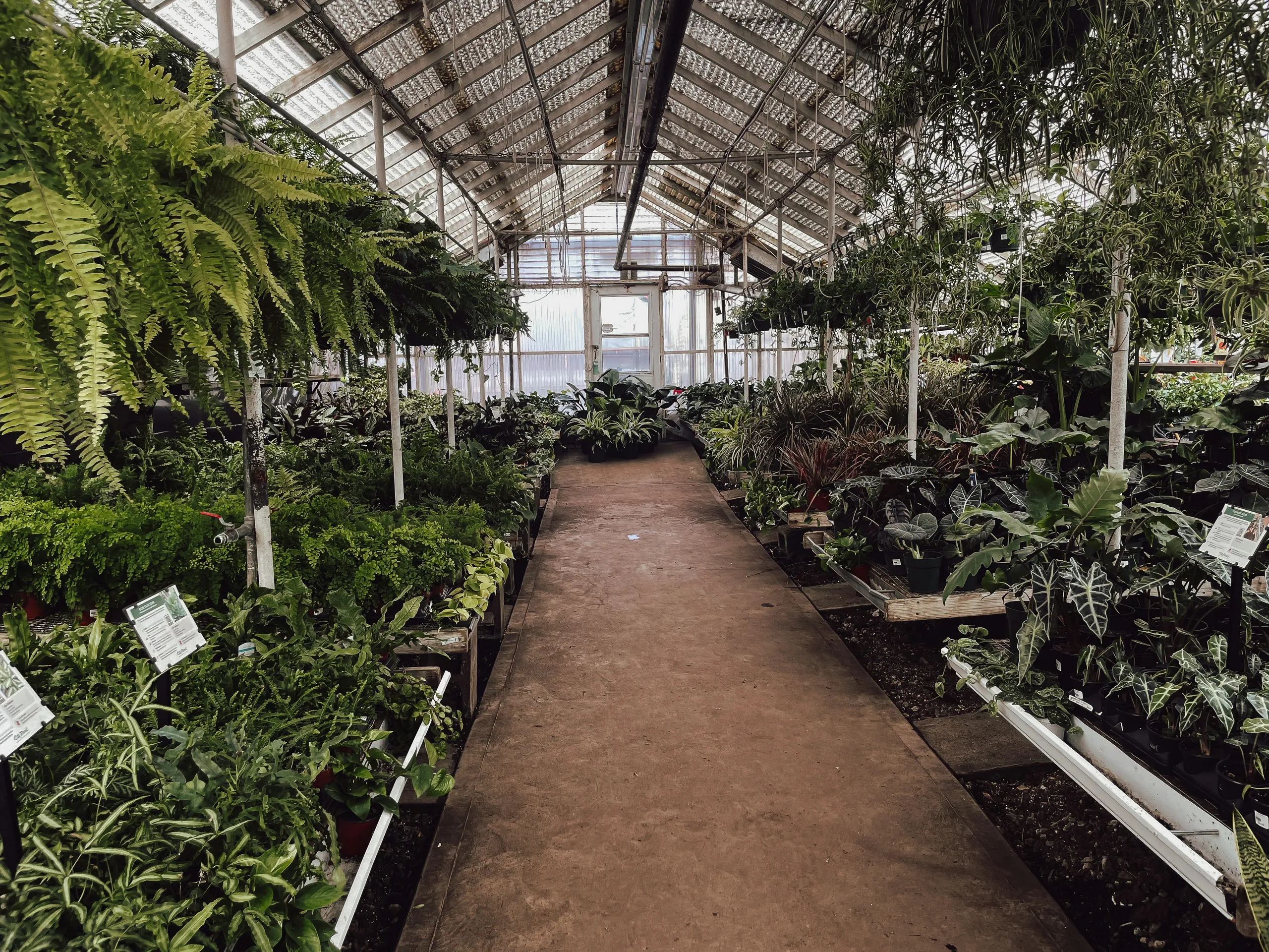 El interior de nuestro invernadero lleno de plantas
