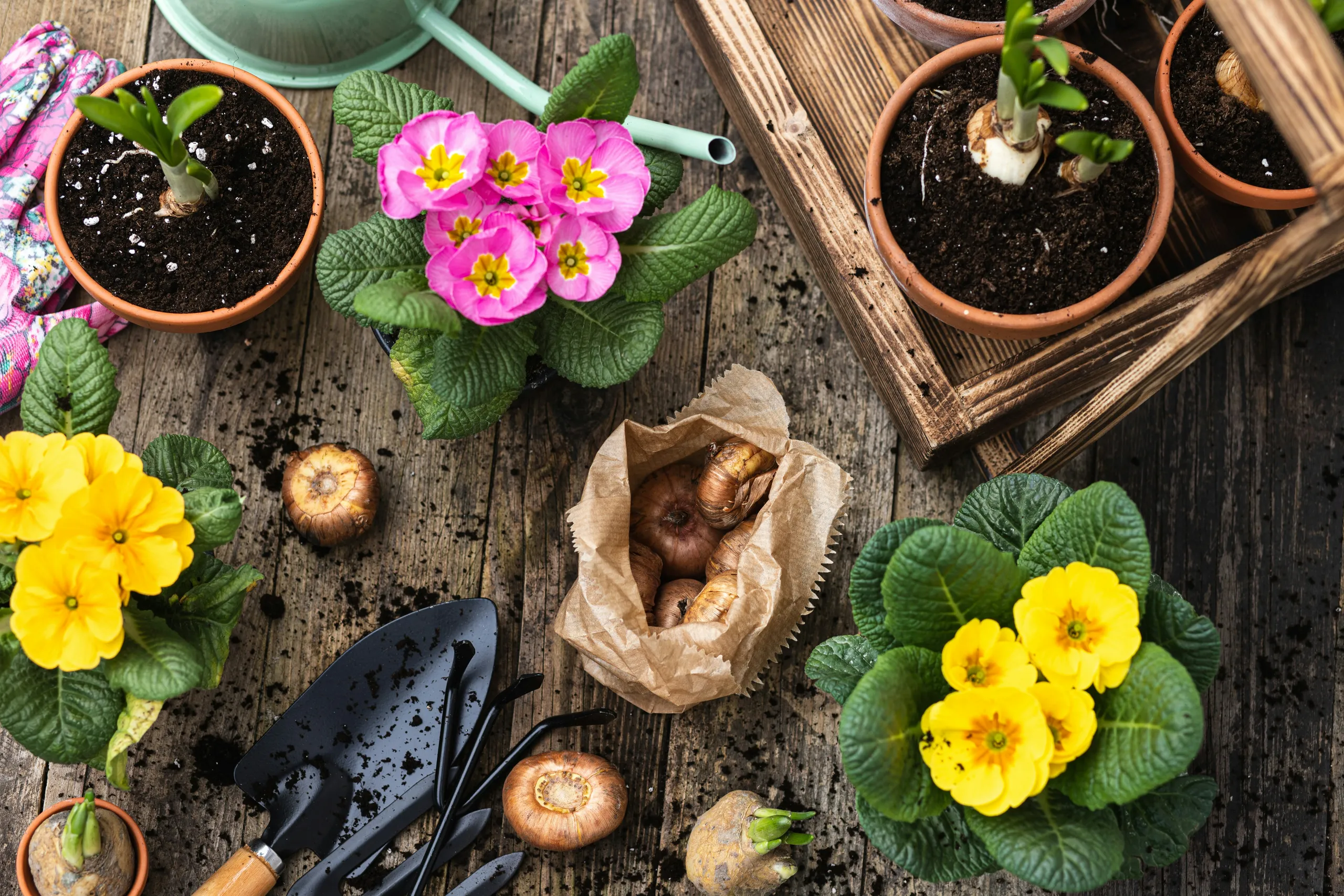 Plántulas de flores en macetas, bulbos y herramientas de jardinería sobre una mesa de madera